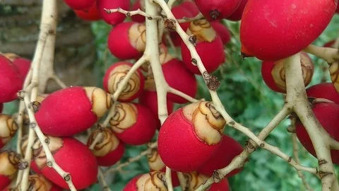 Areca Palm. Stock Footage 98070454