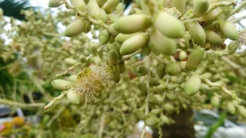 Areca Palm. Stock Footage 98070465