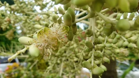 Areca Palm. Stock Footage 98070474