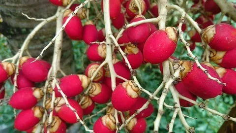 Areca Palm. Stock Footage 98070492