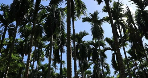 Areca palm nuts grow on tree Stock Footage 263494944