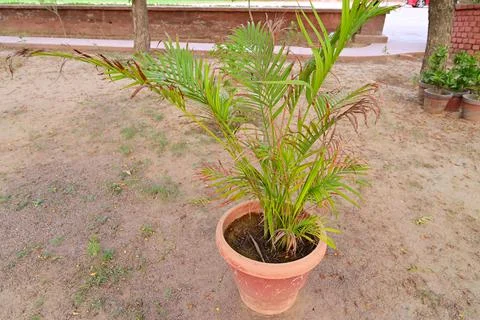 Areca palm in the park Stock Photos