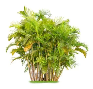 Areca palm Stock Photos