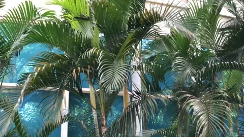 Areca Palm Sway by a Breeze Stock Footage 320820974