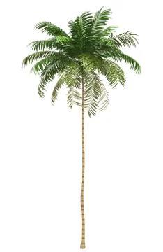 Areca palm tree isolated on white background with clipping path Stock Illustration