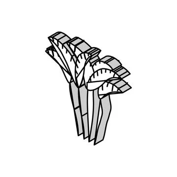 Areca palm tree isometric icon vector illustration Stock Illustration