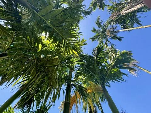 Areca palm tree Stock Photos