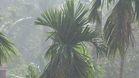 Areca Palm Tree Portrait 4K Video Stock Footage 297250132