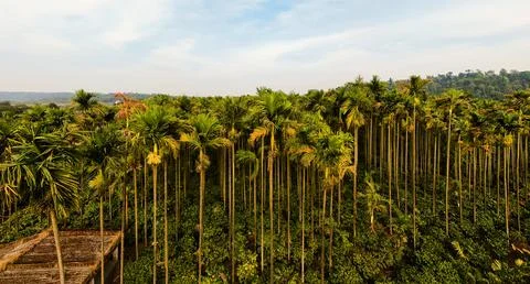 Areca Palm Trees In high Angle View Stock Photos