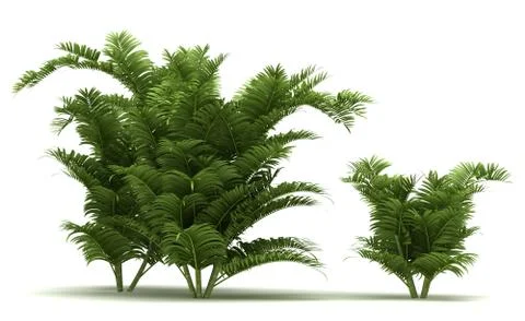 Areca Palm Trees Stock Illustration