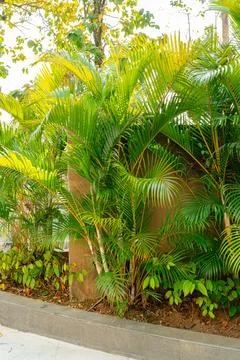 Areca Palm Trees Stock-Fotos