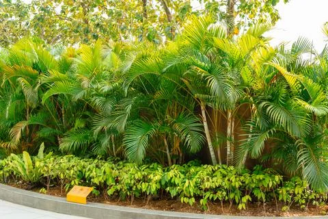 Areca Palm Trees Stock Photos