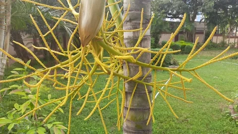 Areca palms flowers in tree. Stock Footage 150607450