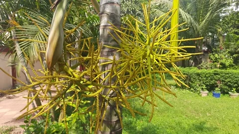 Areca palms flowers in  tree. Stock Footage 151152290