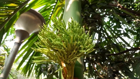 Areca palms flowers in the  tree. Stock Footage 170943801