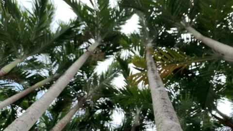 Areca palms looking from below Stock Footage 148803369