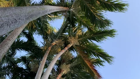 Areca palms moving gently in the wind at sunset Stock-Footage 149458633
