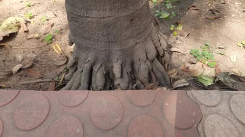 Areca palms roots. Stock Footage 301690733