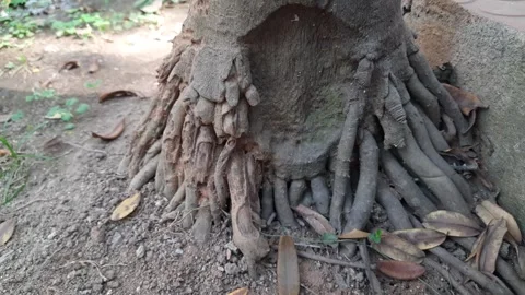 Areca palms roots. Stock Footage 301690801