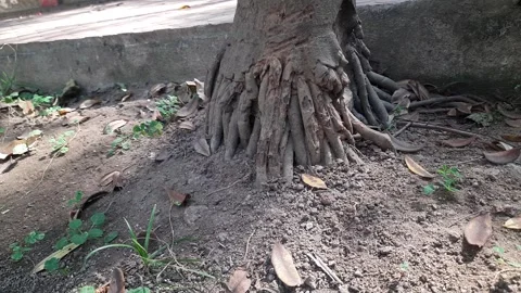 Areca palms roots. Stock-Footage 301690875