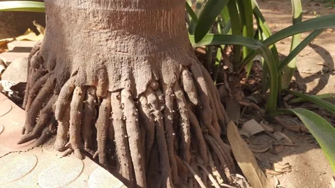 Areca palms roots. Stock-Footage 301690968
