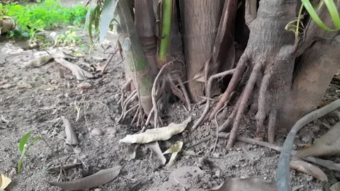 Areca palms roots. Stock Footage 301692309