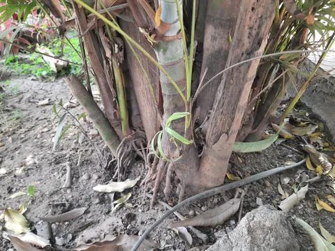 Areca palms roots. Stock Photos