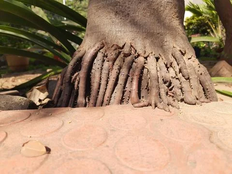 Areca palms roots. Stock Photos