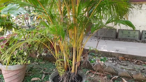 Areca plant in pot. Stock Footage 244151815