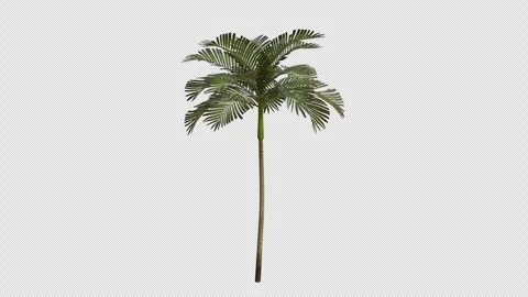 Areca Tree blowing in the wind. Alpha Channel. Loop Animation Stock Footage 281915455