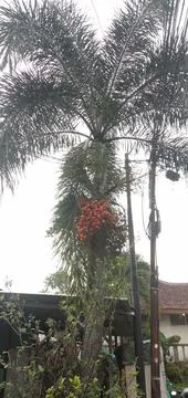 Areca Tree Stock Photos