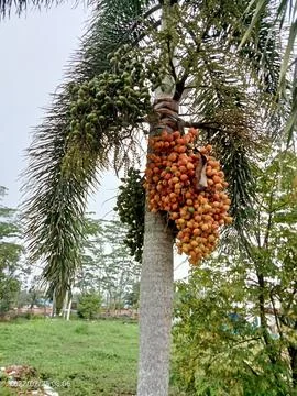 Areca tree Stock Photos