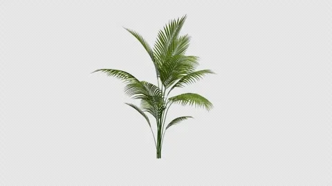 Areca tree swaying in summer wind, realistic animation with transparent Stock Footage 328603034