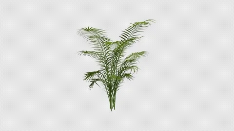 Areca tree swaying in summer wind, realistic animation with transparent Stock Footage 328603226