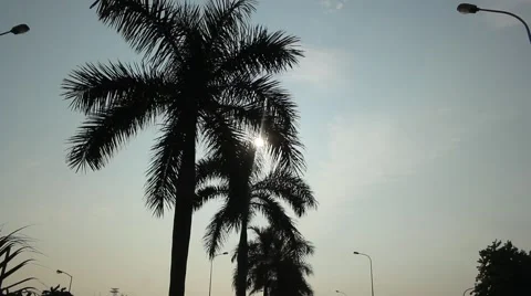 Areca trees and sky Stock Footage 56085886