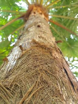 Arecaceae or palm tree Stock Photos