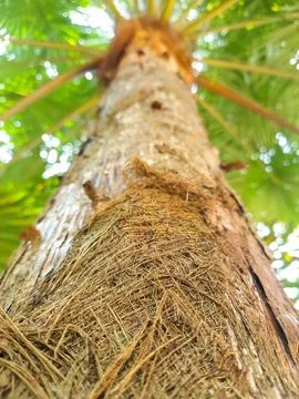 Arecaceae or palm tree Stock Photos