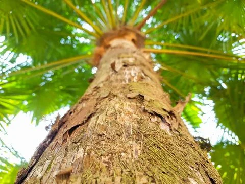 Arecaceae or palm tree Stock Photos