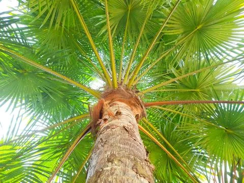 Arecaceae or palm tree Stock Photos