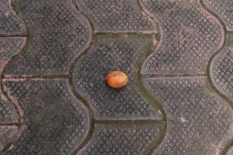 An arecanut placed on the floor Stock Photos