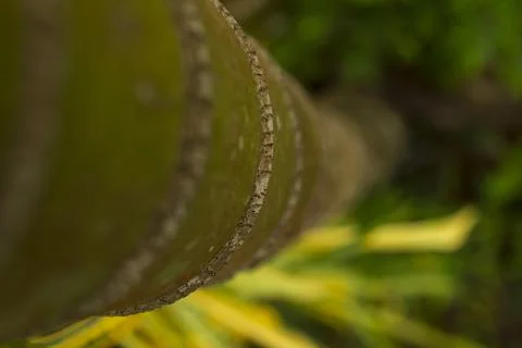 Arecanut tree has smooth unbroken tree bark with a regular pattern. Stock Photos