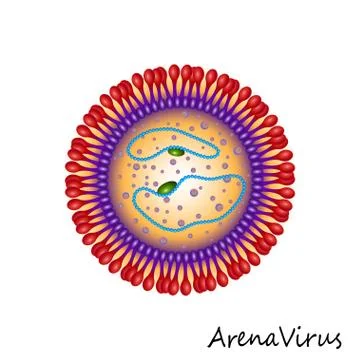 Arena Virus particle structure isolated Stock Illustration