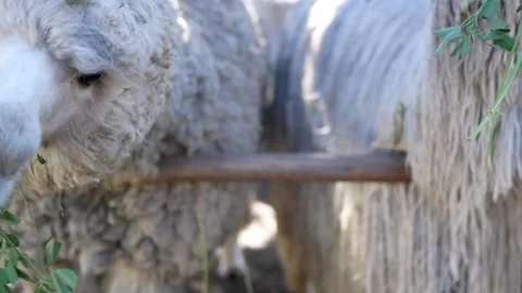 Arequipa Alpaca Stock Footage 152507840