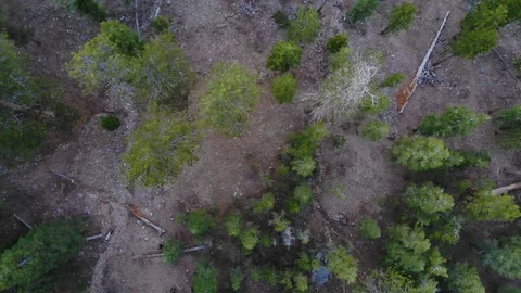 Arerial View Forest Campground Flyover Stock-Footage 91584522