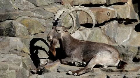 Argali mountain Stock Footage 20609385