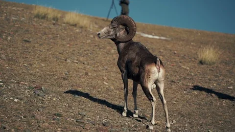 The argali, or the mountain sheep is a wild sheep that roams the highlands of 스톡 동영상 97735700