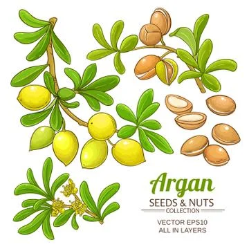 Argan branches vector set Stock Illustration
