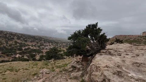 Argan forest Morocco Stock Footage 333581708
