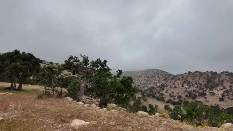 Argan Forest Morocco Stock Footage 333581730