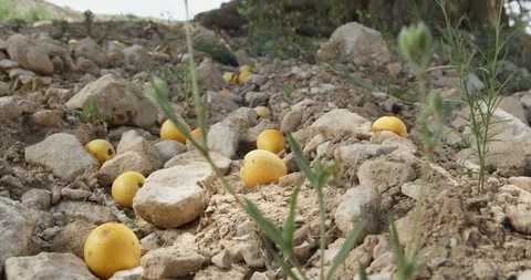 Argan fruit dropping on dry earth Stock Footage 103863870